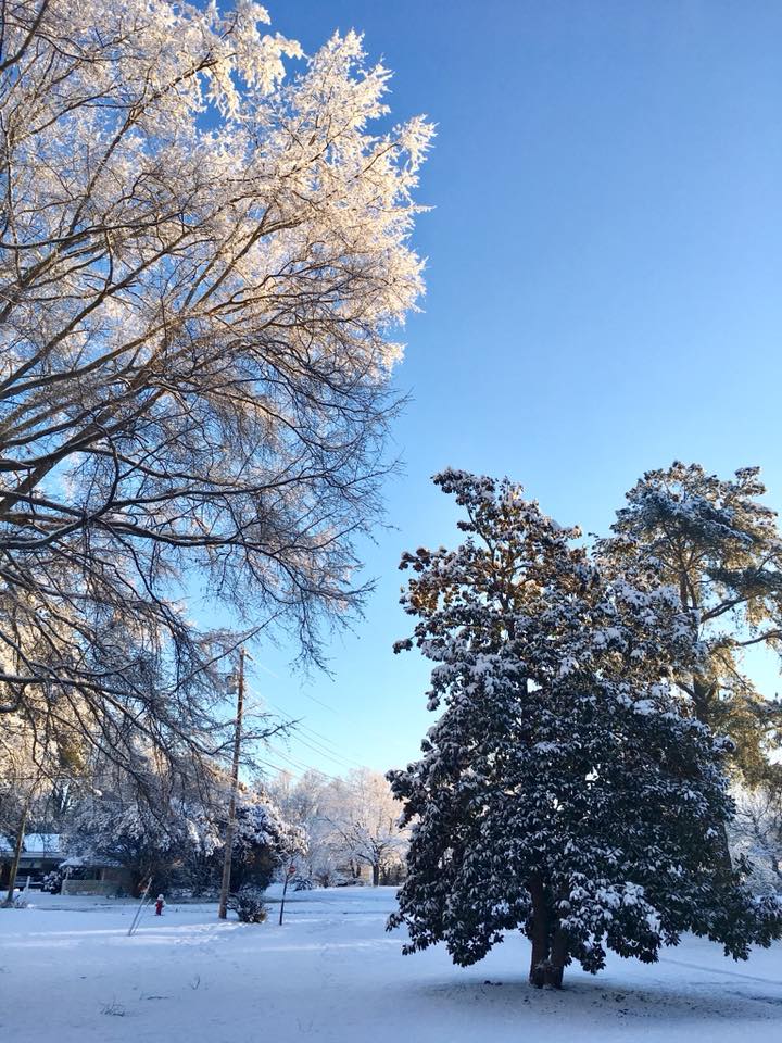 snowy trees and blue sky