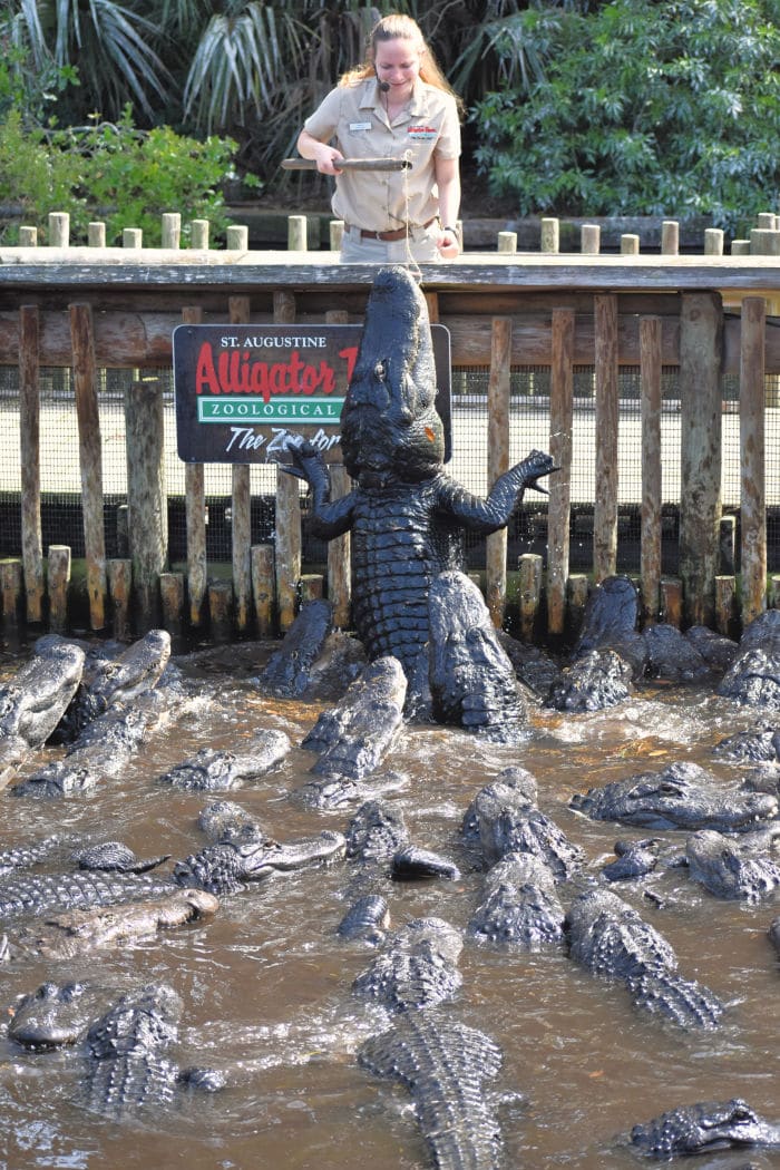 Alligator farm feeding time