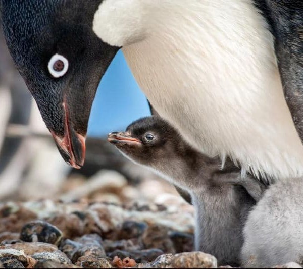 Penguins Close up