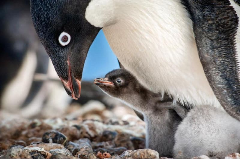 Penguins Close up