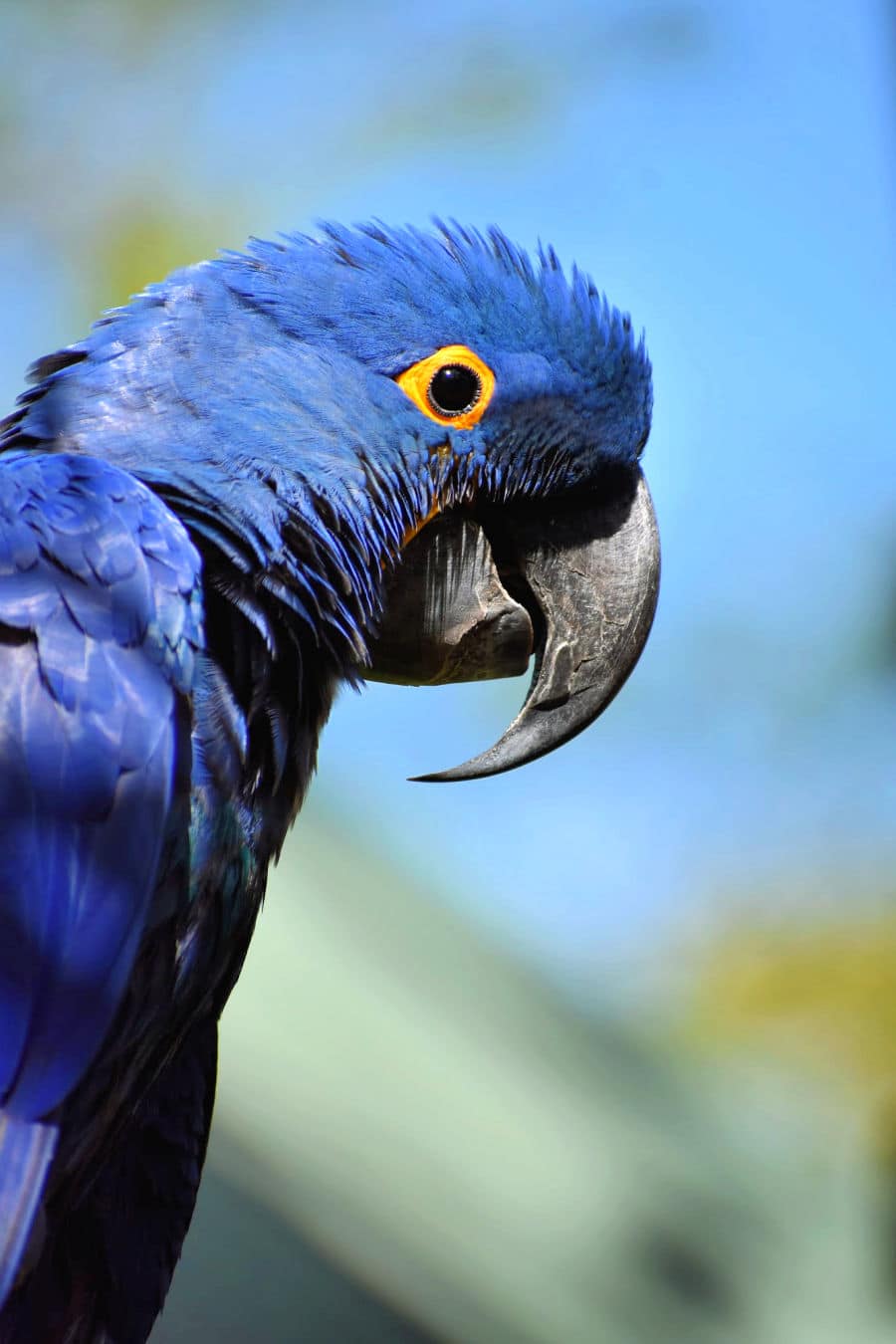 St. Aug Blue Macaw