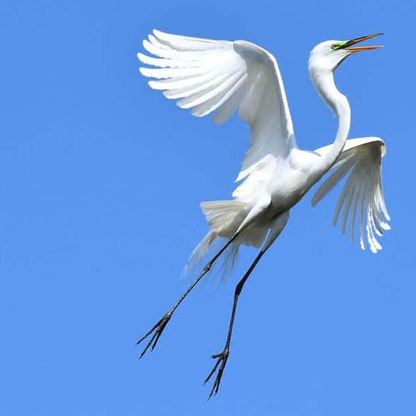 egret landing