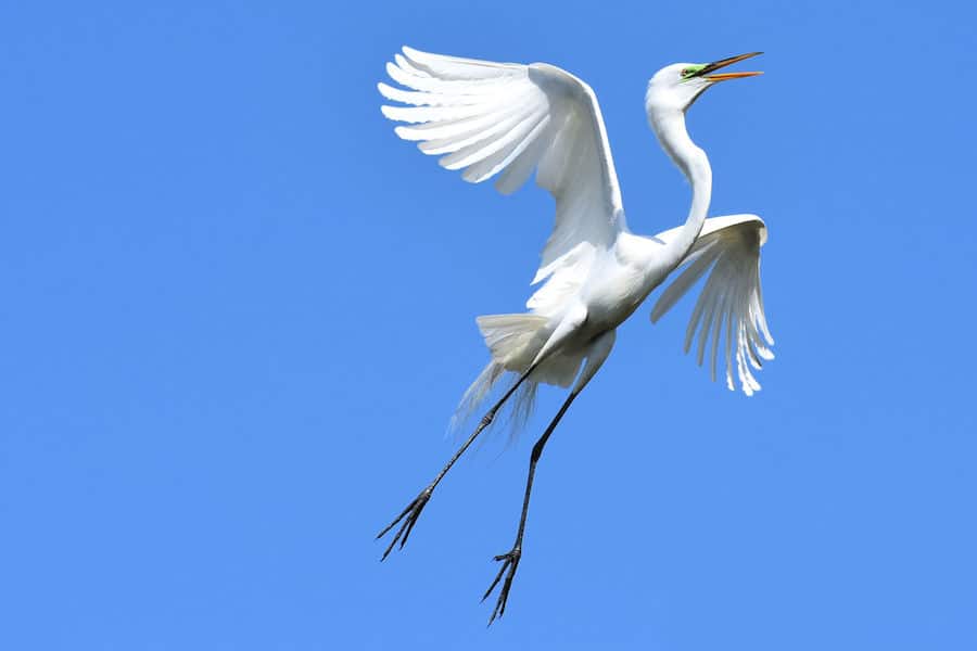 egret landing 