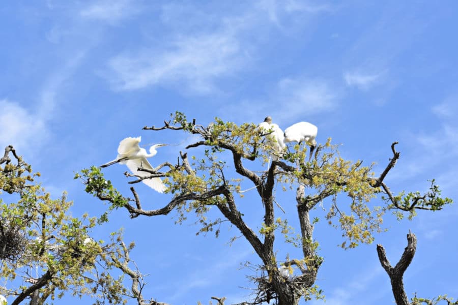 egrets in tree