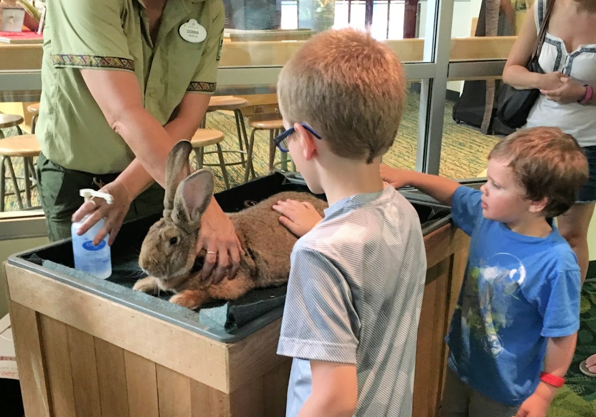 Two children interact with a large rabbit under the supervision of an adult at an educational event.