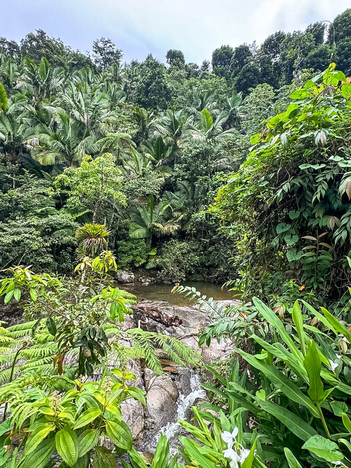 Dense tropical forest with diverse greenery, a rocky stream, and clear water flowing through the landscape. Bright foliage and lush vegetation dominate the scene.