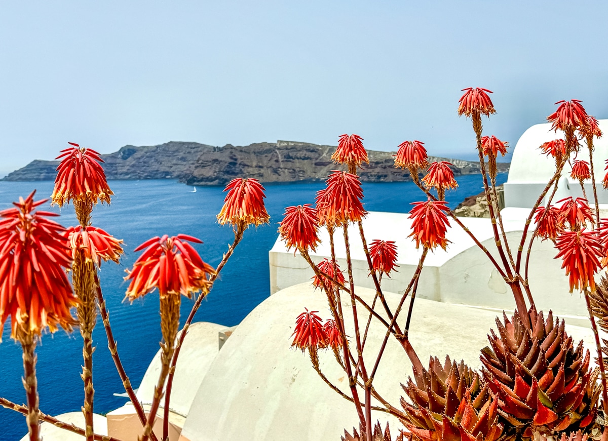 Red aloe flowers in the foreground with white domed buildings and the blue sea and mountains in the background.