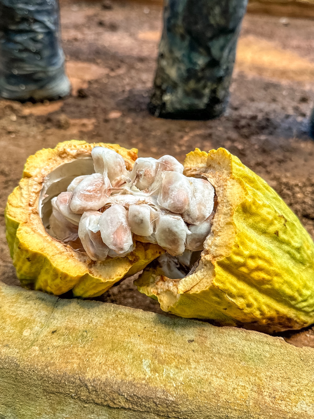 A close-up of an open cacao pod, revealing its seeds covered in white pulp, placed on a wooden surface with a blurred background of tree trunks and soil.