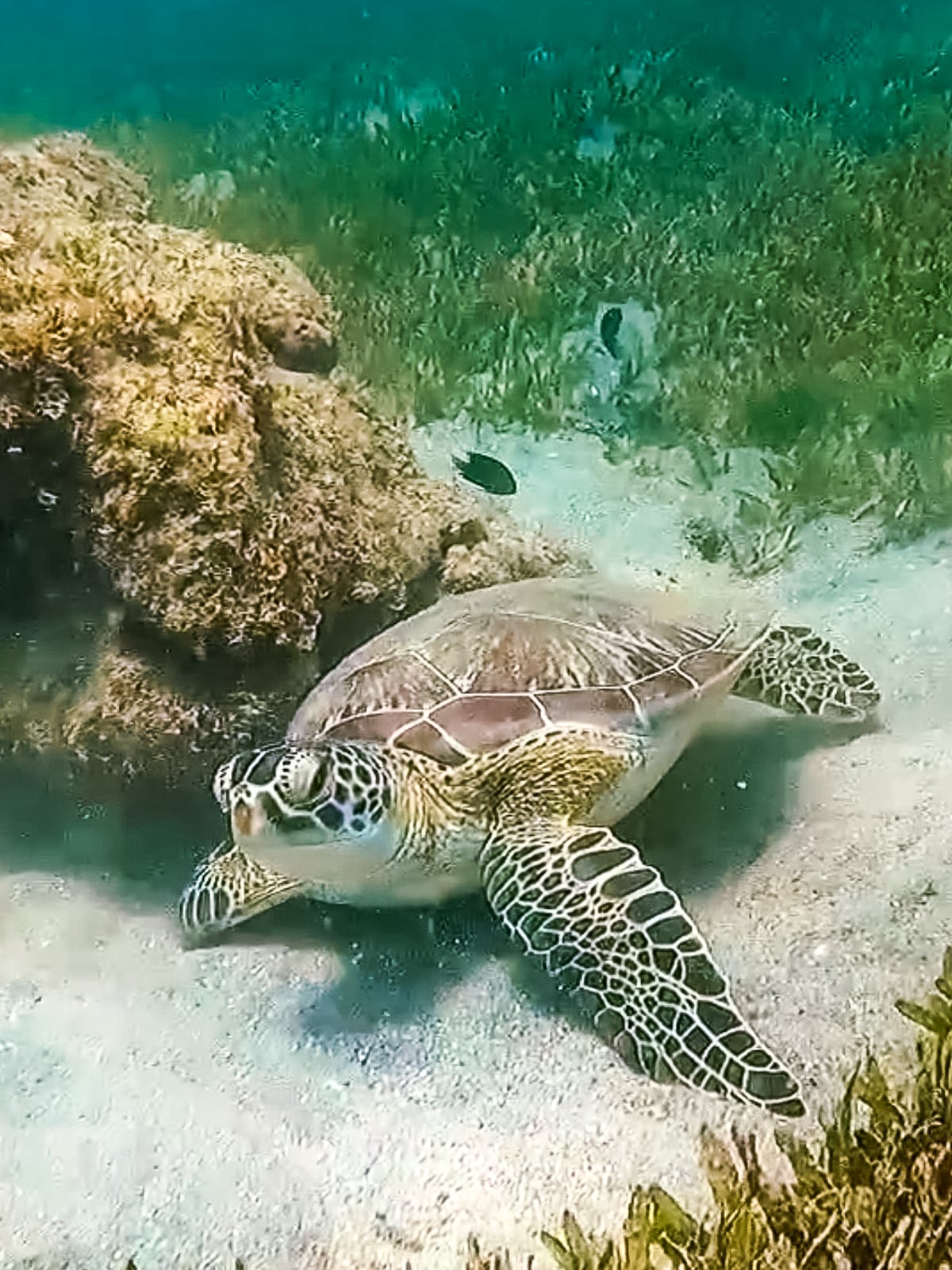 A sea turtle rests on the sandy ocean floor near a coral reef with green algae and aquatic plants in the background.