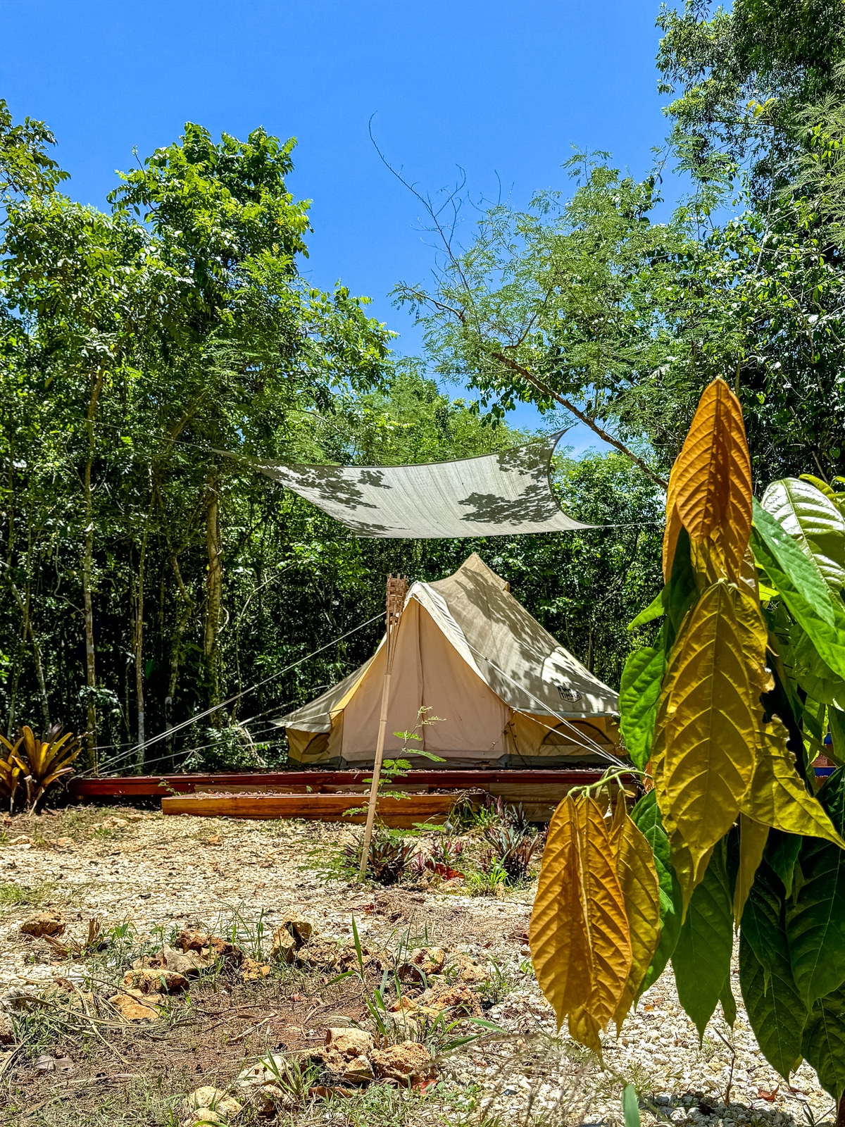 A beige canvas tent with a tarp for shade is set up in a forested area with dense green trees and some yellowing foliage in the foreground. The clear blue sky above makes it feel like one of the many scenic spots recommended on lists of things to do in Puerto Rico.