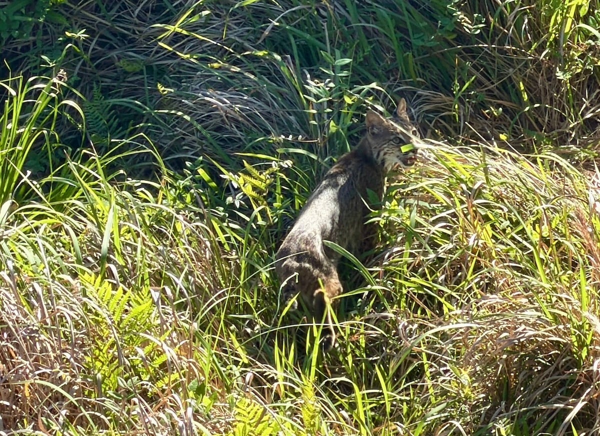A wild cat with a mottled coat stands partially hidden among tall grass and foliage in a sunlit outdoor area.