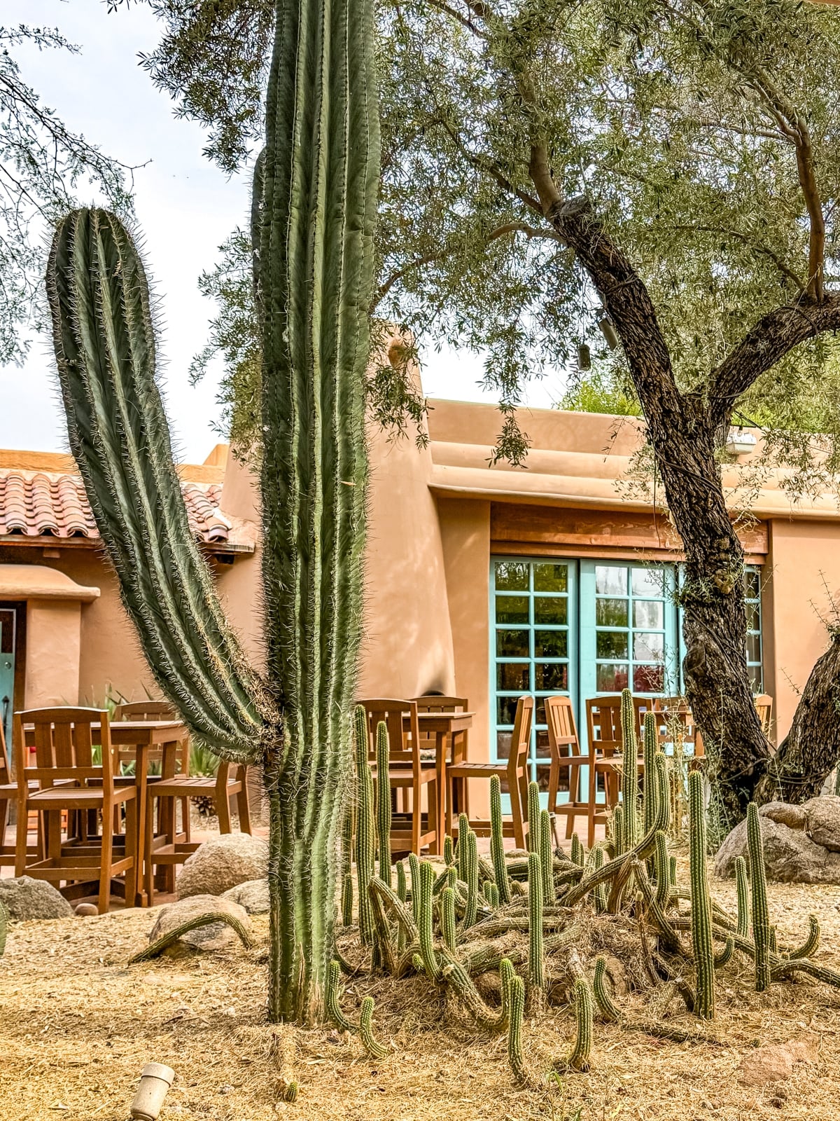 Tall cacti and succulents grow in front of a stucco building with a tiled roof, wooden tables, and chairs outside under trees.