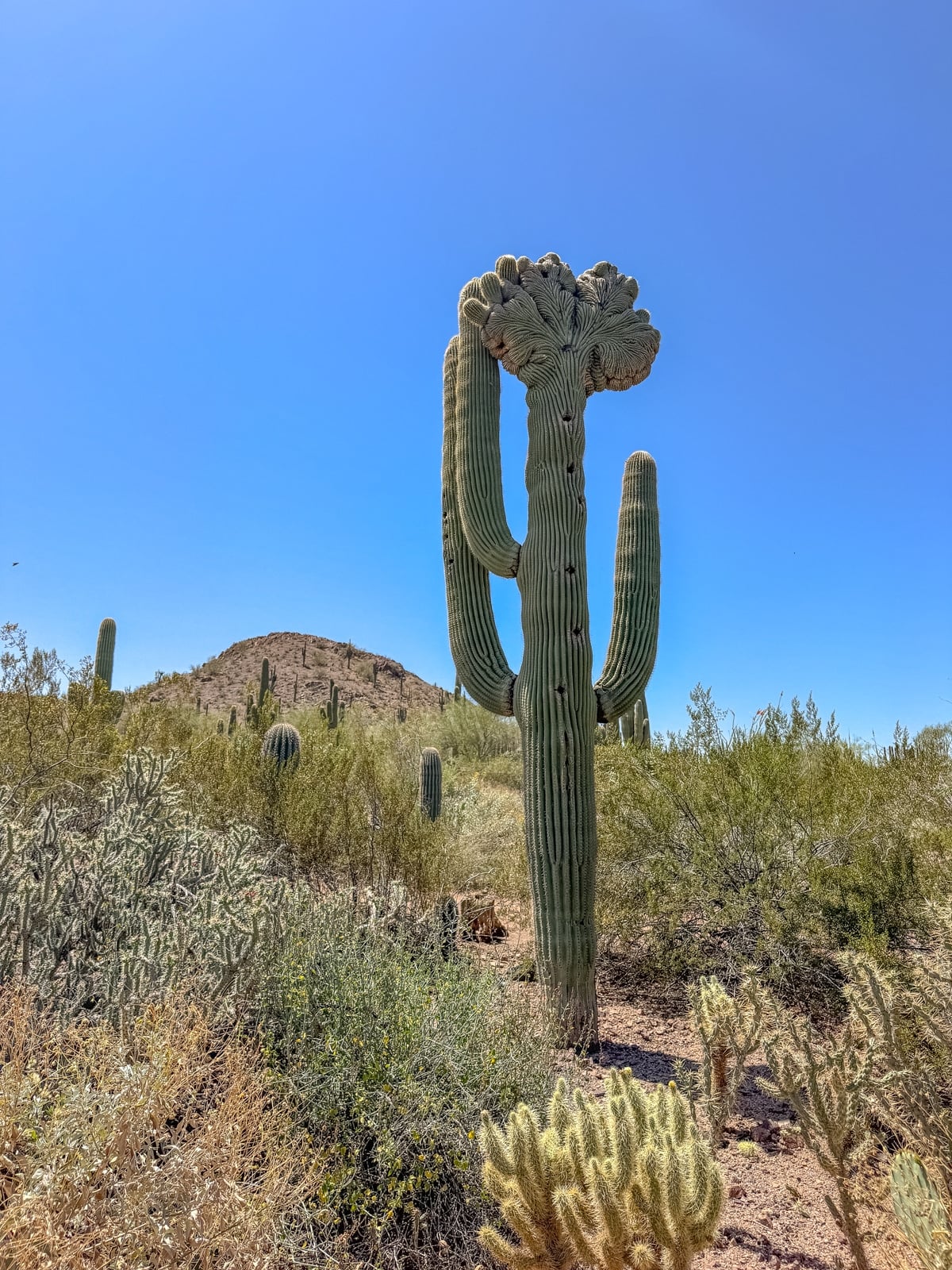 A crested saguaro cactus stands in a desert landscape with smaller cacti, shrubs, and a hill in the background under a clear blue sky.
