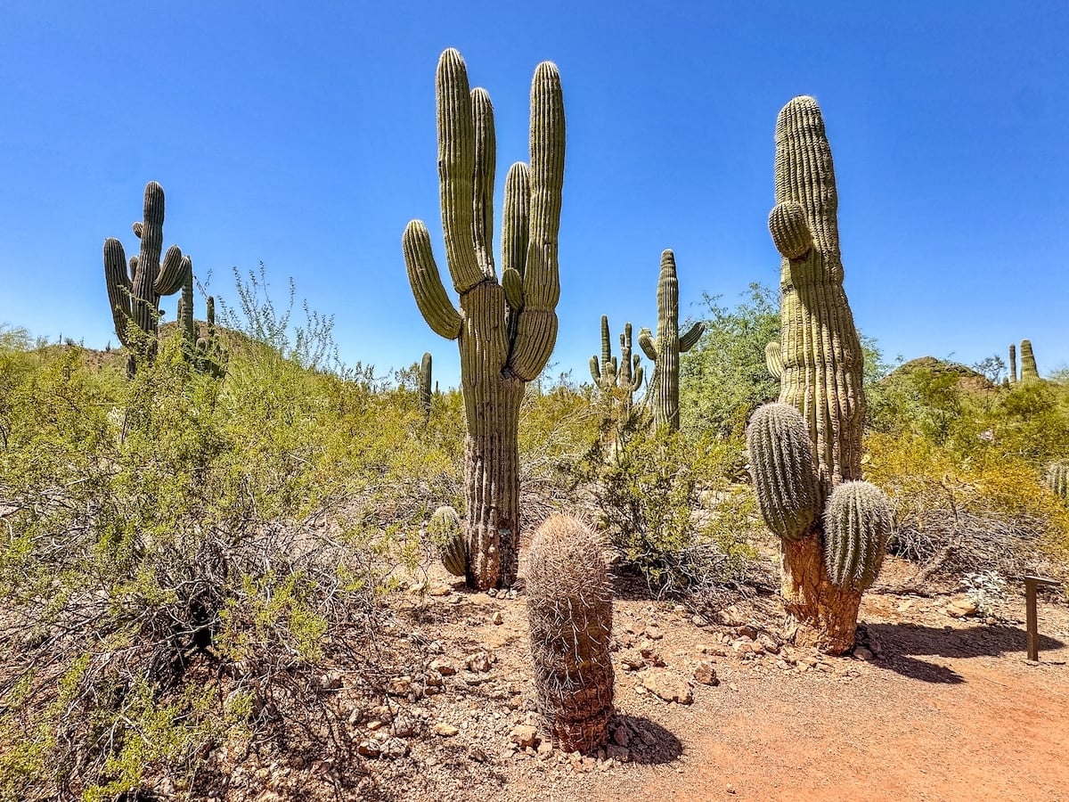 Tall saguaro cacti and desert shrubs stand on rocky, sandy ground under a clear blue sky in a desert landscape.