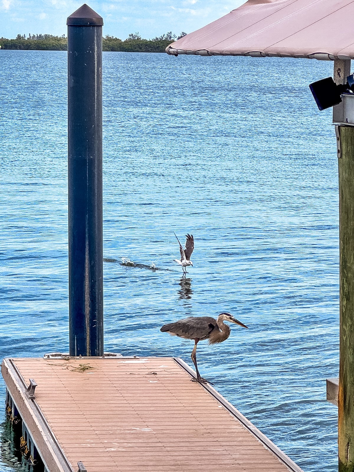 A heron stands on a dock by the water while another bird takes flight in the background.